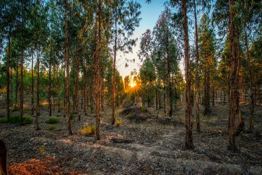 Aldeia do Mato  Quinta Da Eira Velhaゲストハウス エクステリア 写真